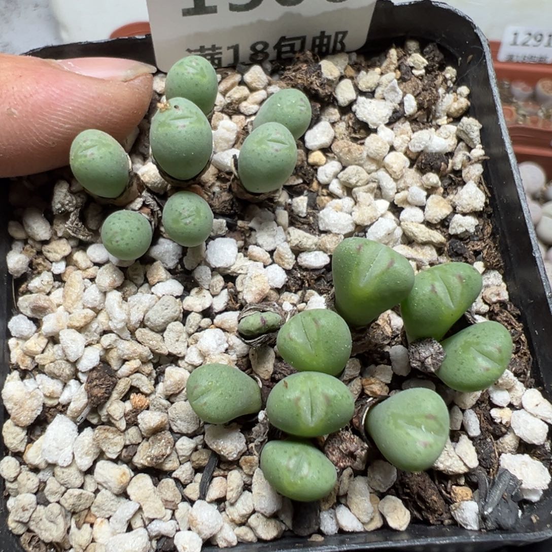 【闪购商品】 1300。             