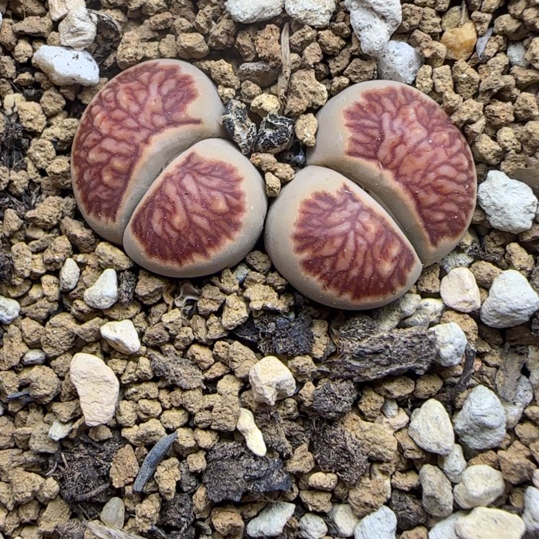 466 生石花大棚直播