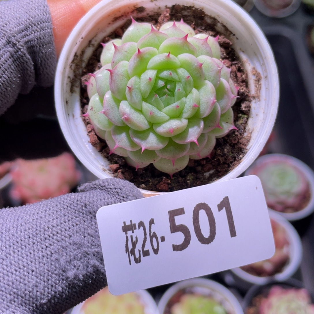 花利美26-501海王