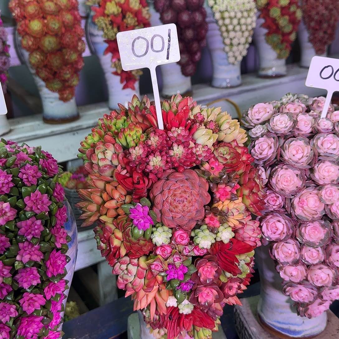 这个是真的001多肉植物