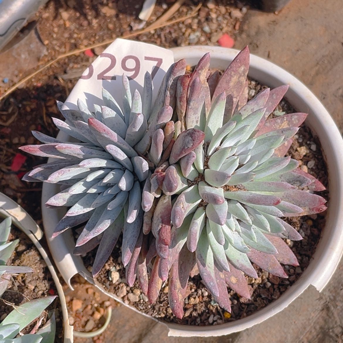 【闪购商品】白雪姆