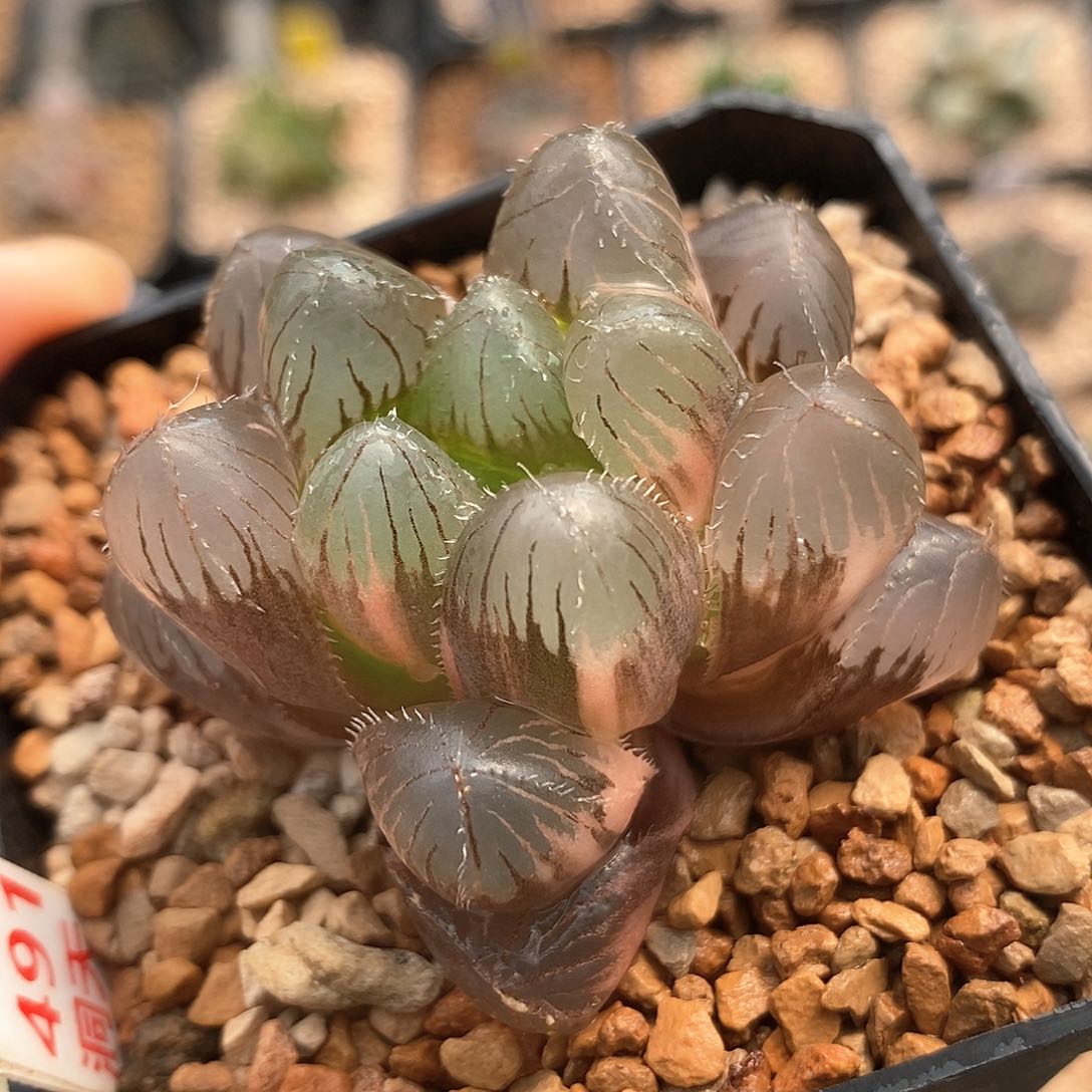 红陶491号巨大赤线玉露锦一物一拍
