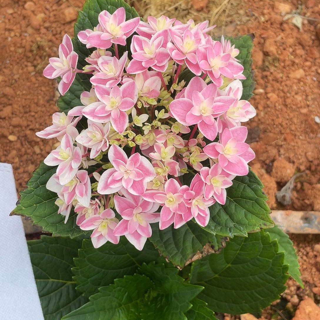 绣球切花一物一拍3枝起包邮，176
