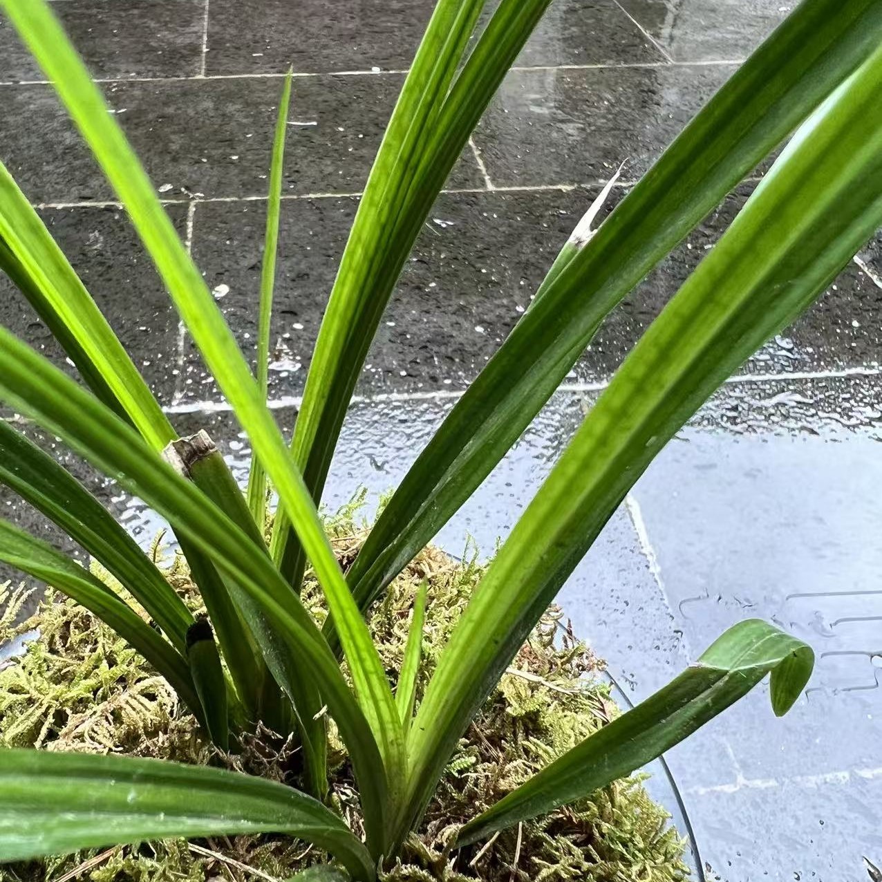 腾冲绿植本地香花绿兰一物一拍