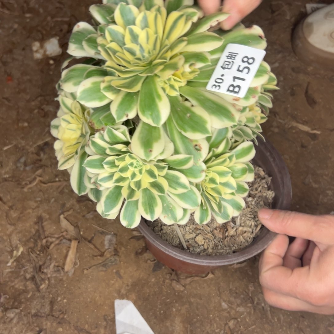 158迈巴赫多肉不包断枝