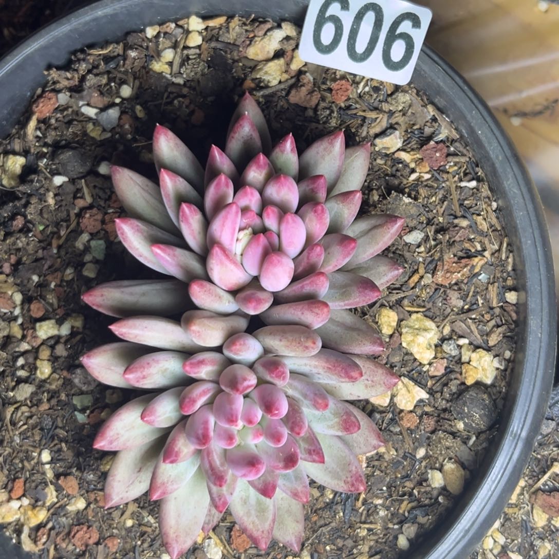 紫体虞多肉植物606