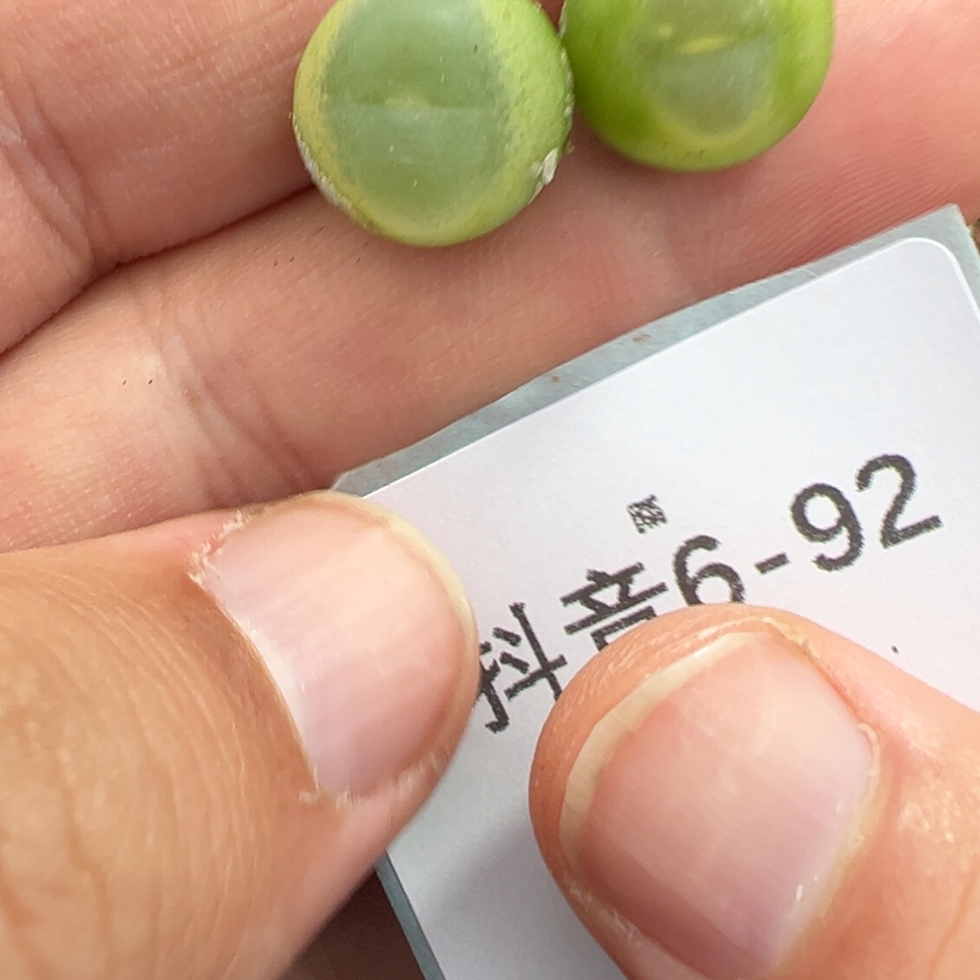 是***啦6-92肉锥多肉植物