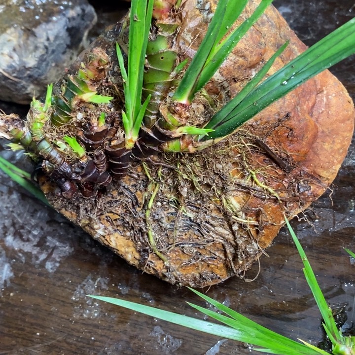 茶***人无花朵石菖蒲在这方面