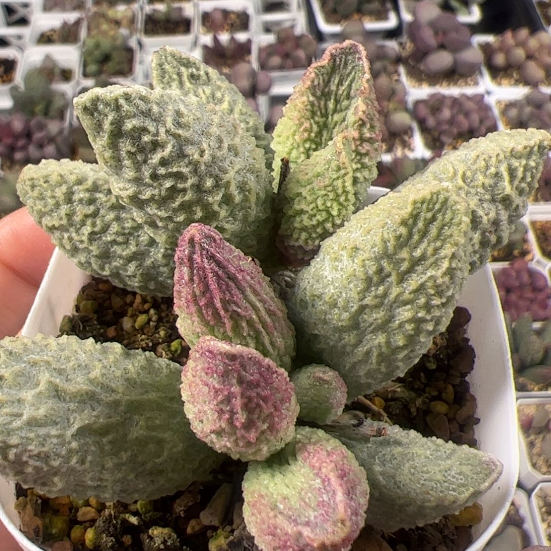 碧彩多头纯木质桩多肉植物水泡多肉植物