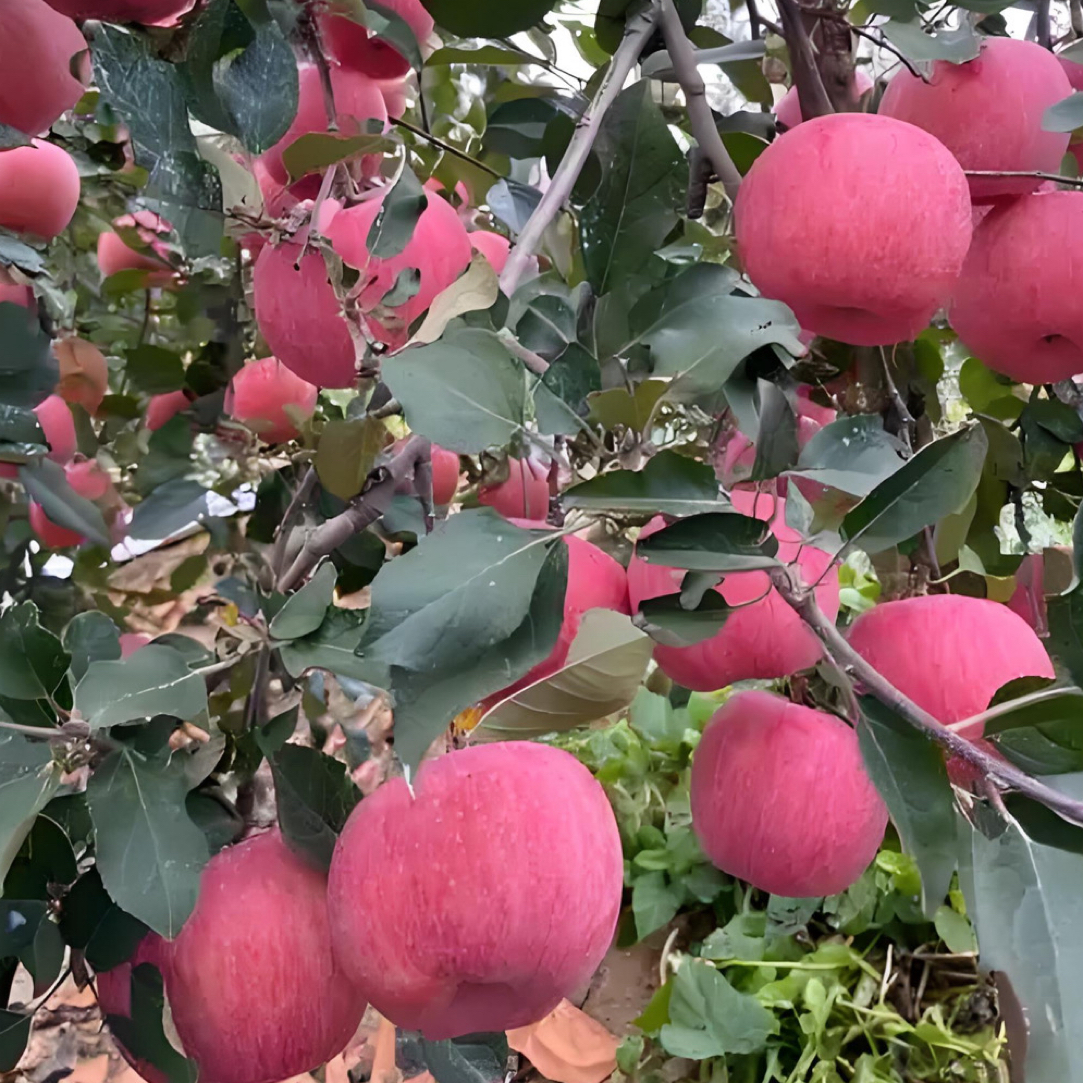 苹果树苗精品果树苗盆栽地种现挖现发