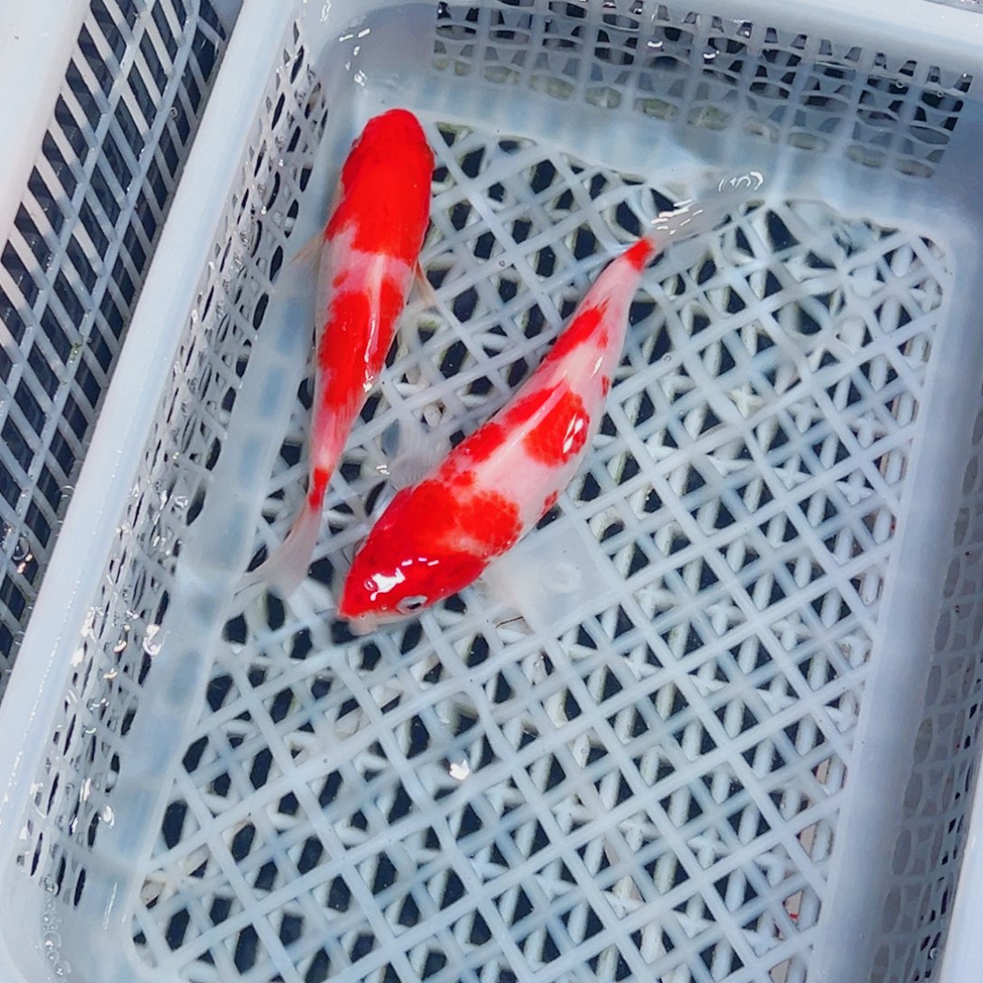 锦鲤锦鲤观赏鱼1111