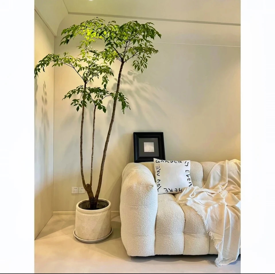 幌伞枫幸福树室内绿植大型落地植物客厅庭院装饰