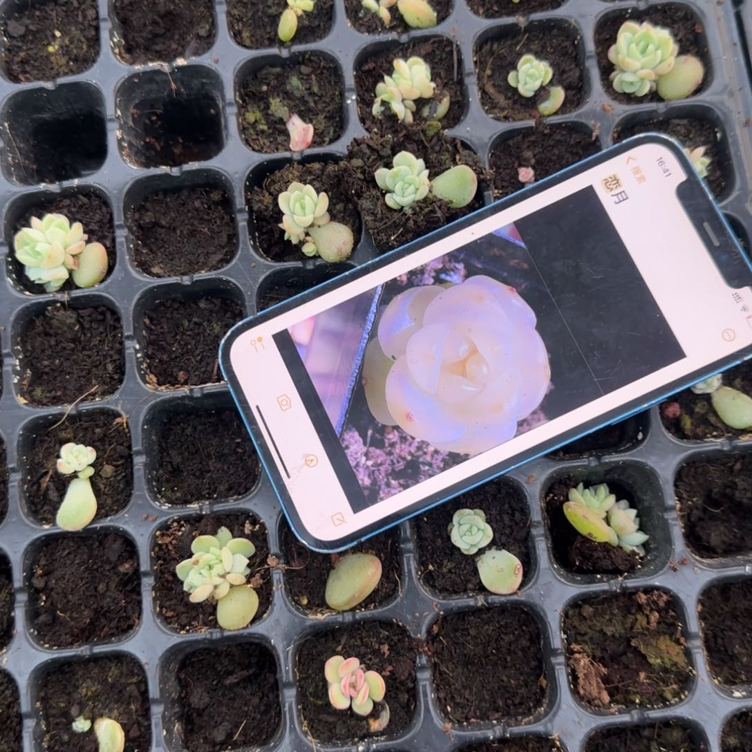 恋月穴1个满25包邮