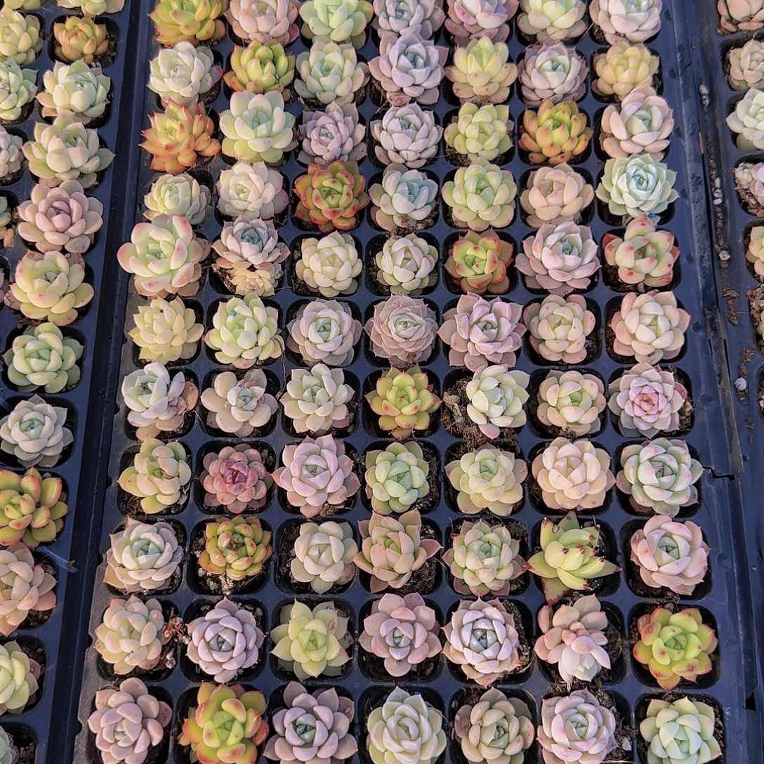 直播一物一拍多肉43