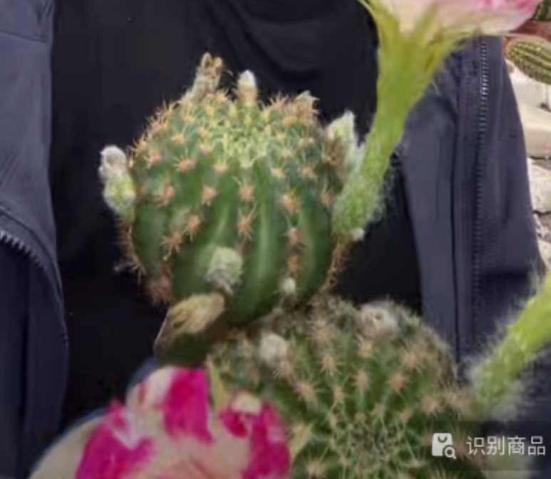二妹园艺【 4棵 荷花属嫁接 带柱子 】默认脱土随机发货