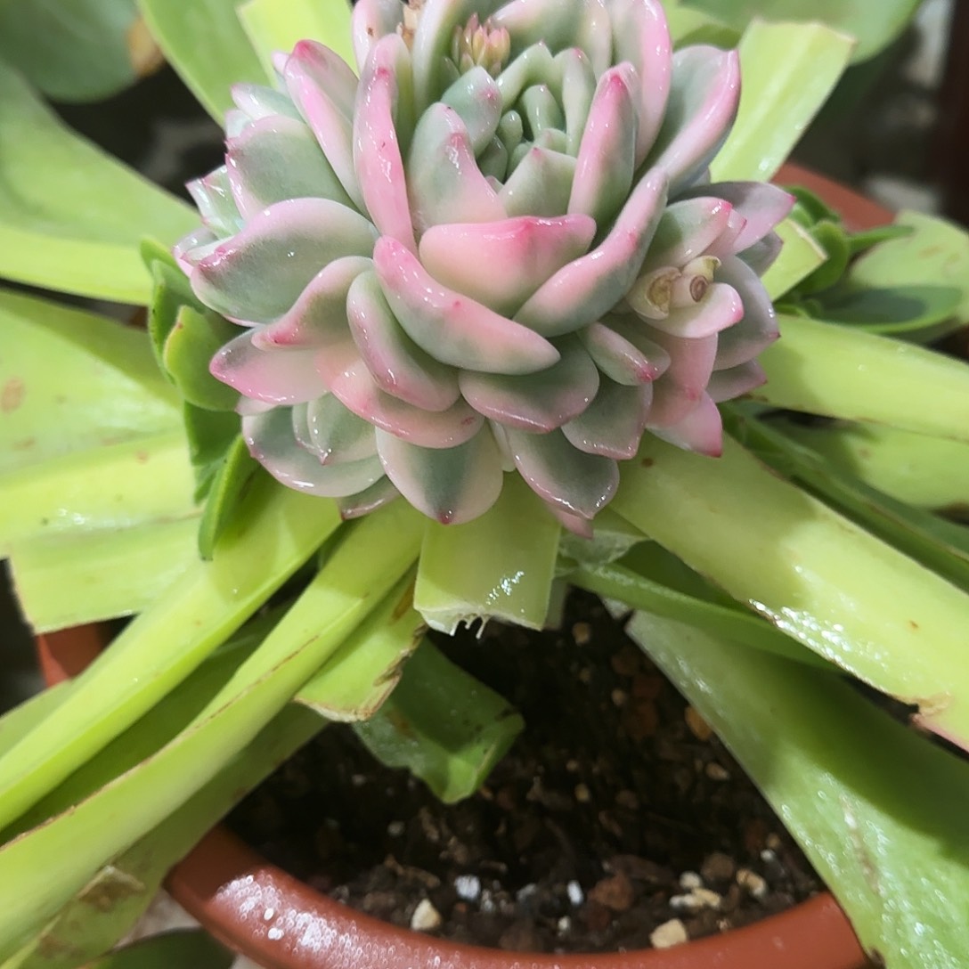 星影群锦多肉植物