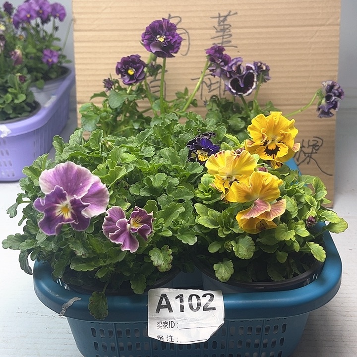 102号角堇清棚19.9米一筐