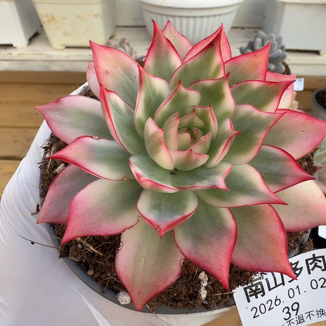 宝莲灯锦1111102-39