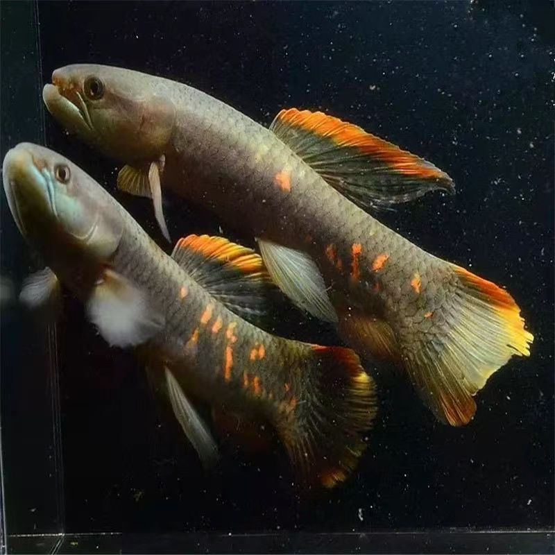 七彩牙鱼小型观赏鱼适合家庭饲养的南美牙鱼