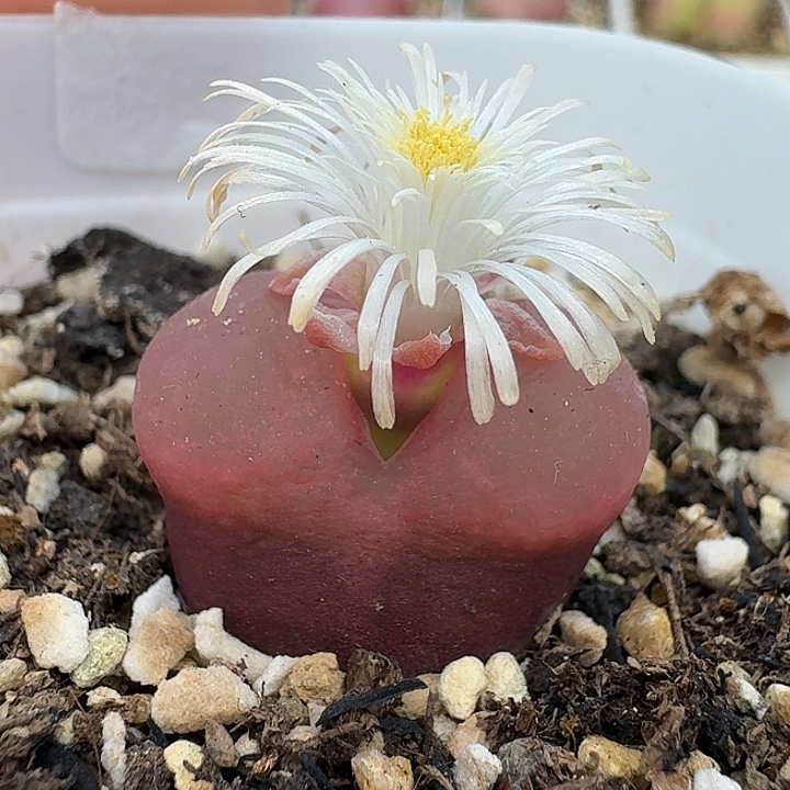 老马生石花2.2吕红2511