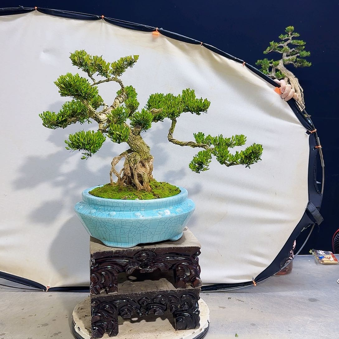 高端黄杨盆景艺术