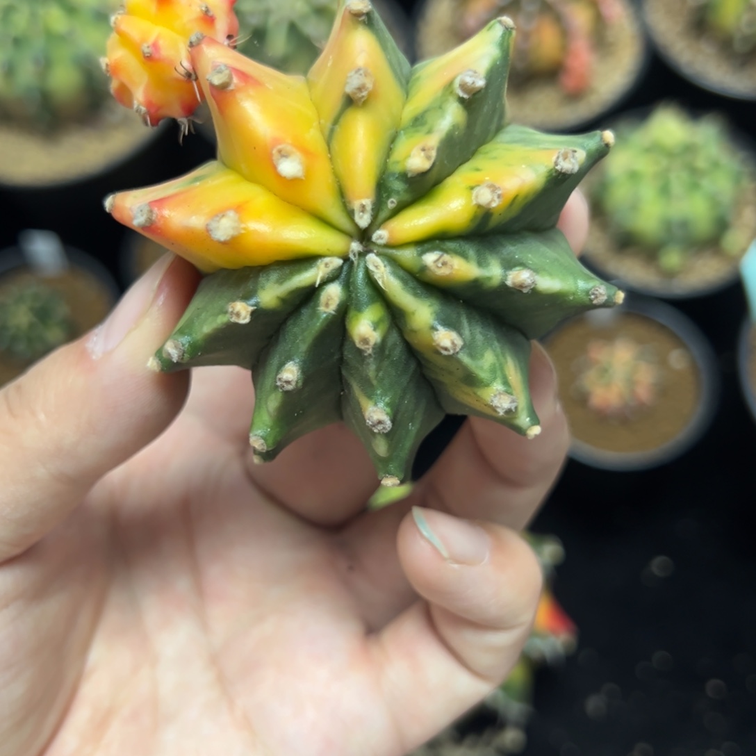 实生米哈锦脱土发货