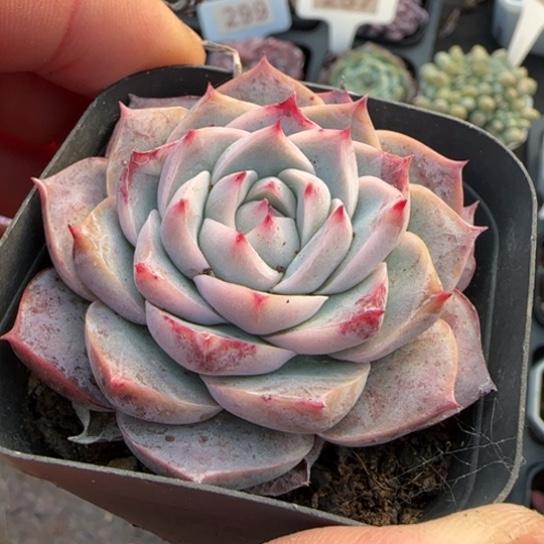 12孤星多肉植物多