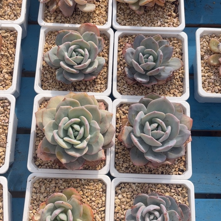 韩版奶茶拍1发8，包正版