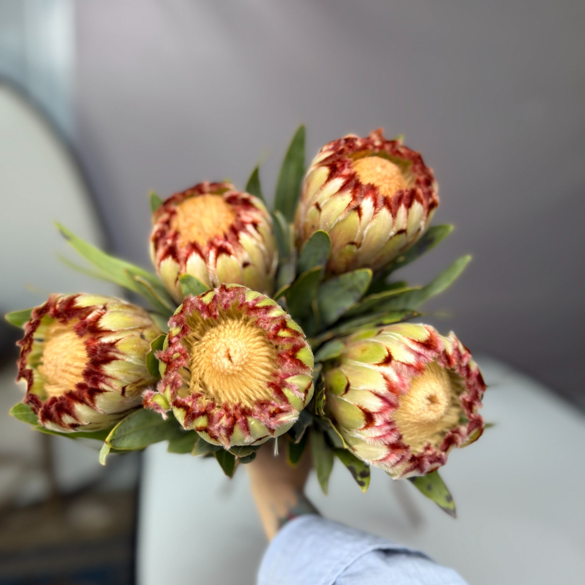 南非进口花材公主鲜花 ，可做干花。