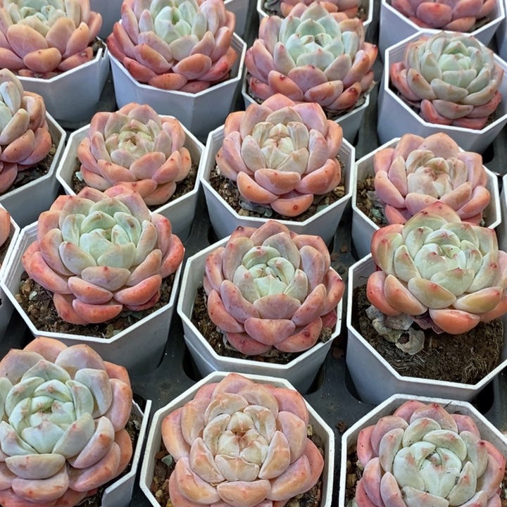 123。海棠红。单头。