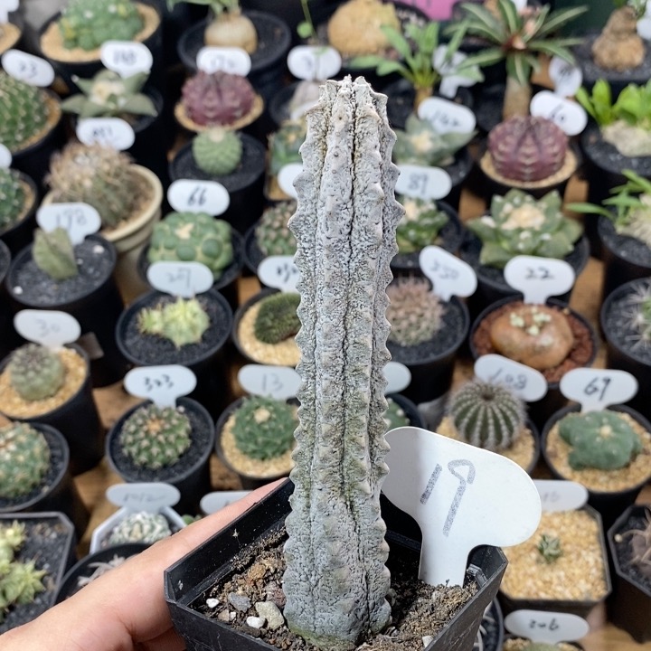 19号水泥柱高度14.5cm