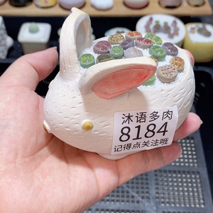 带盆土植物 精美盆栽8184