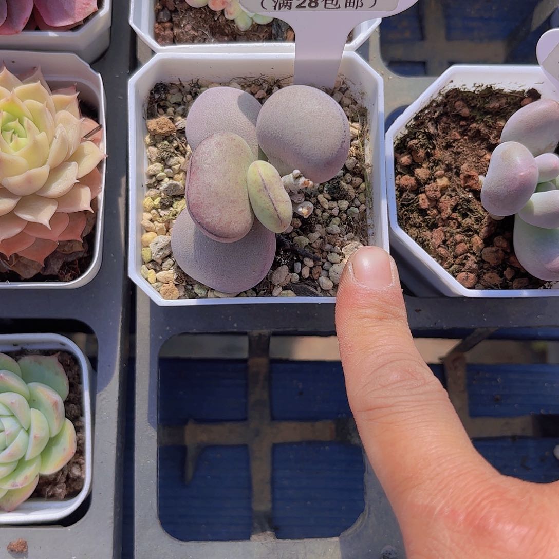 长**GB467球球紫蛋一物一拍