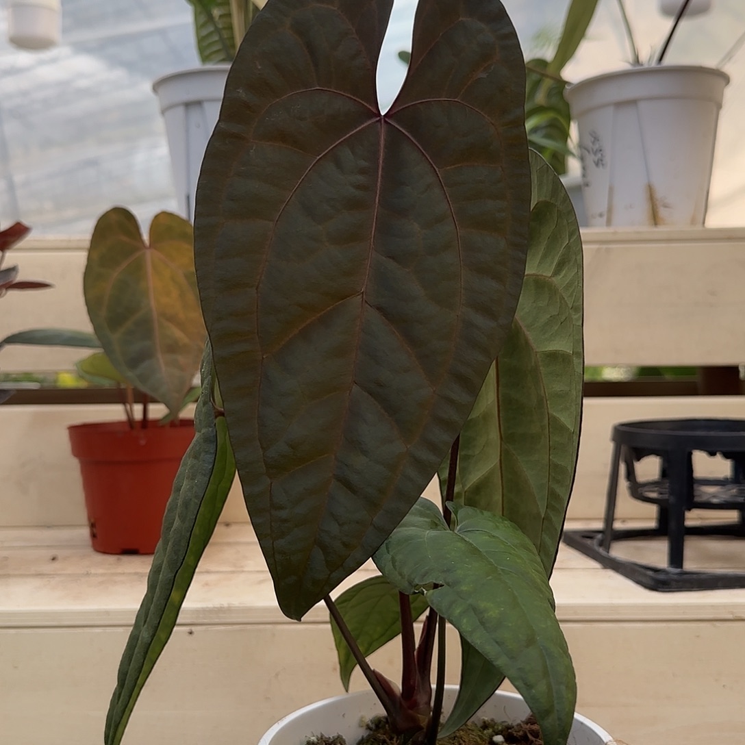 无花朵黑桃杂黑凤凰