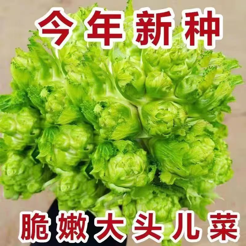 恩施高山农户自种新鲜儿儿菜