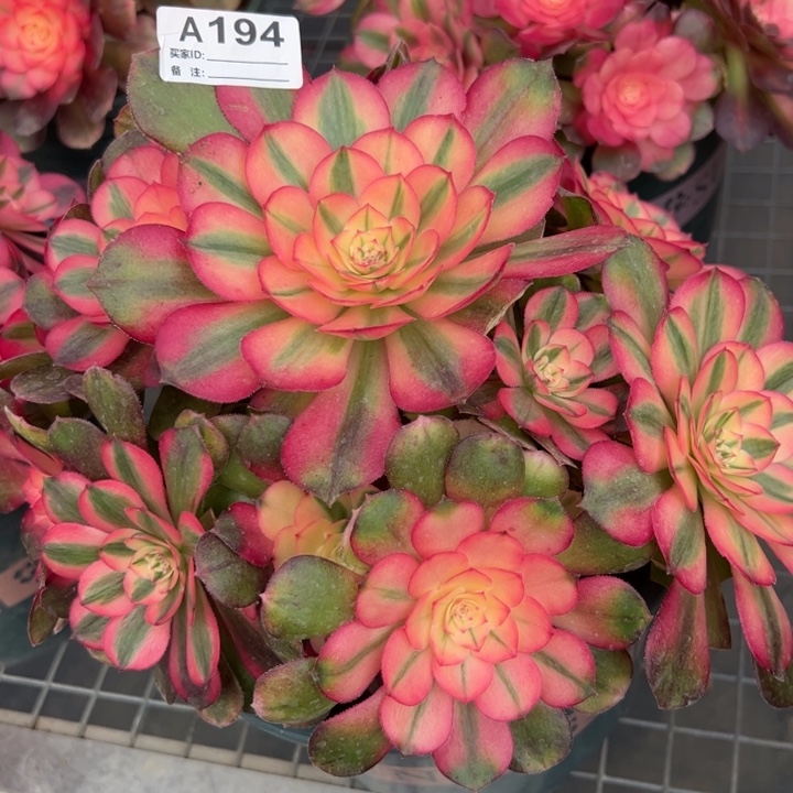 194荔枝22厘米左右