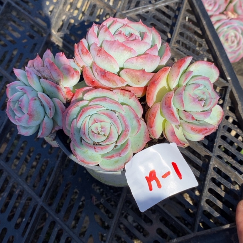 【闪购商品】c****k多肉植物