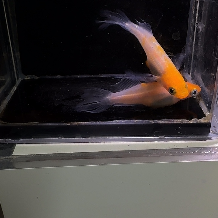 青鳉鱼一物一拍380