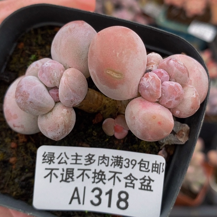 香玉双头318多肉植物