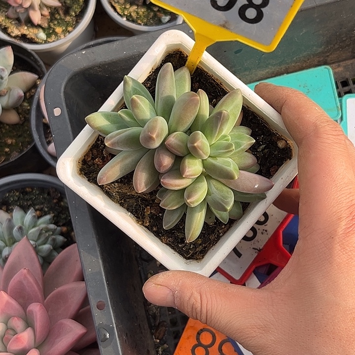 多肉植物摩登女郎998