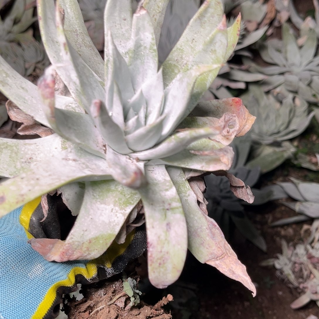 2670雪山仙女杯多肉