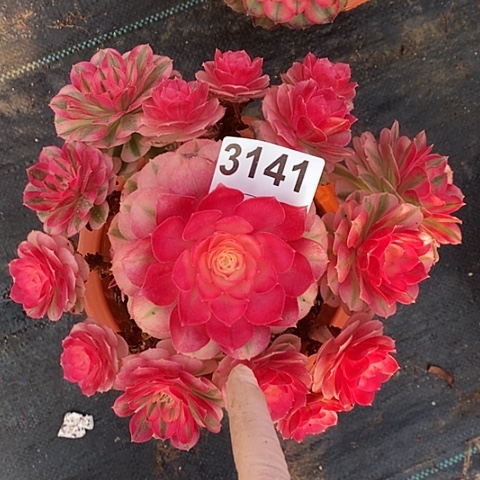 红陶3141倾城精空冠20左右