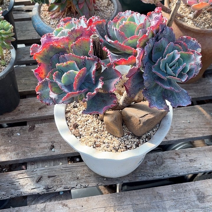 多肉植物，舞会红群