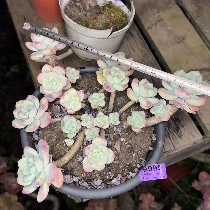 望舒995 多肉植物一物一拍