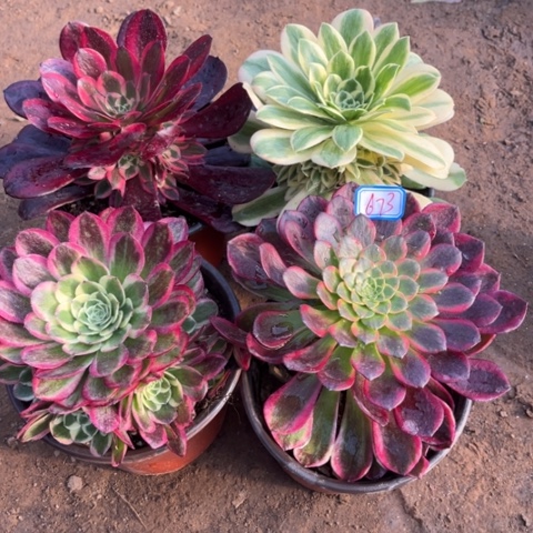 673多肉植物组合