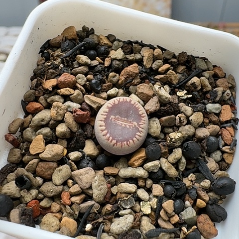 3647，KO净窗带盆发货