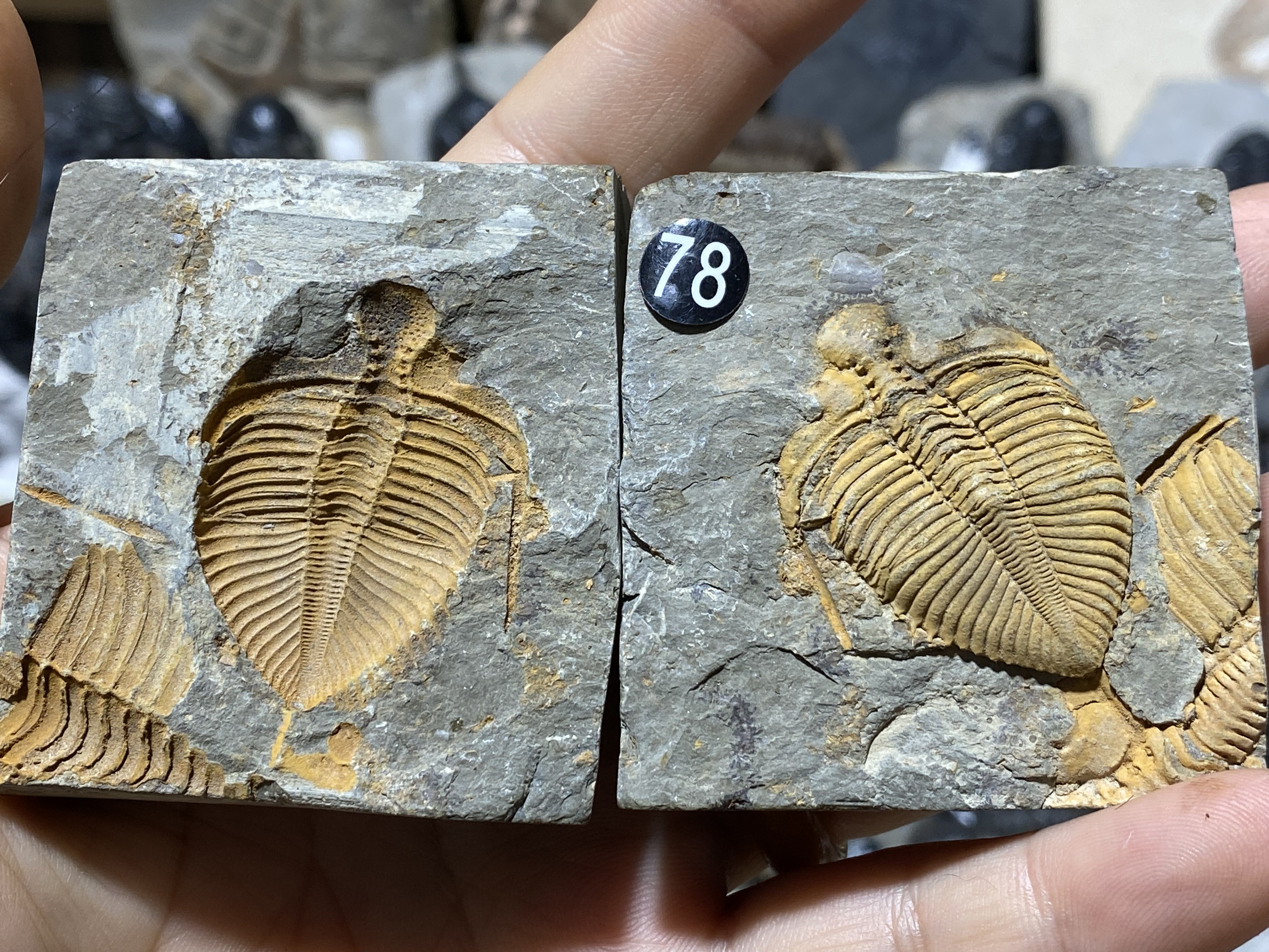 天然三叶虫王冠虫古生物化石研学科普教具展品标本礼品