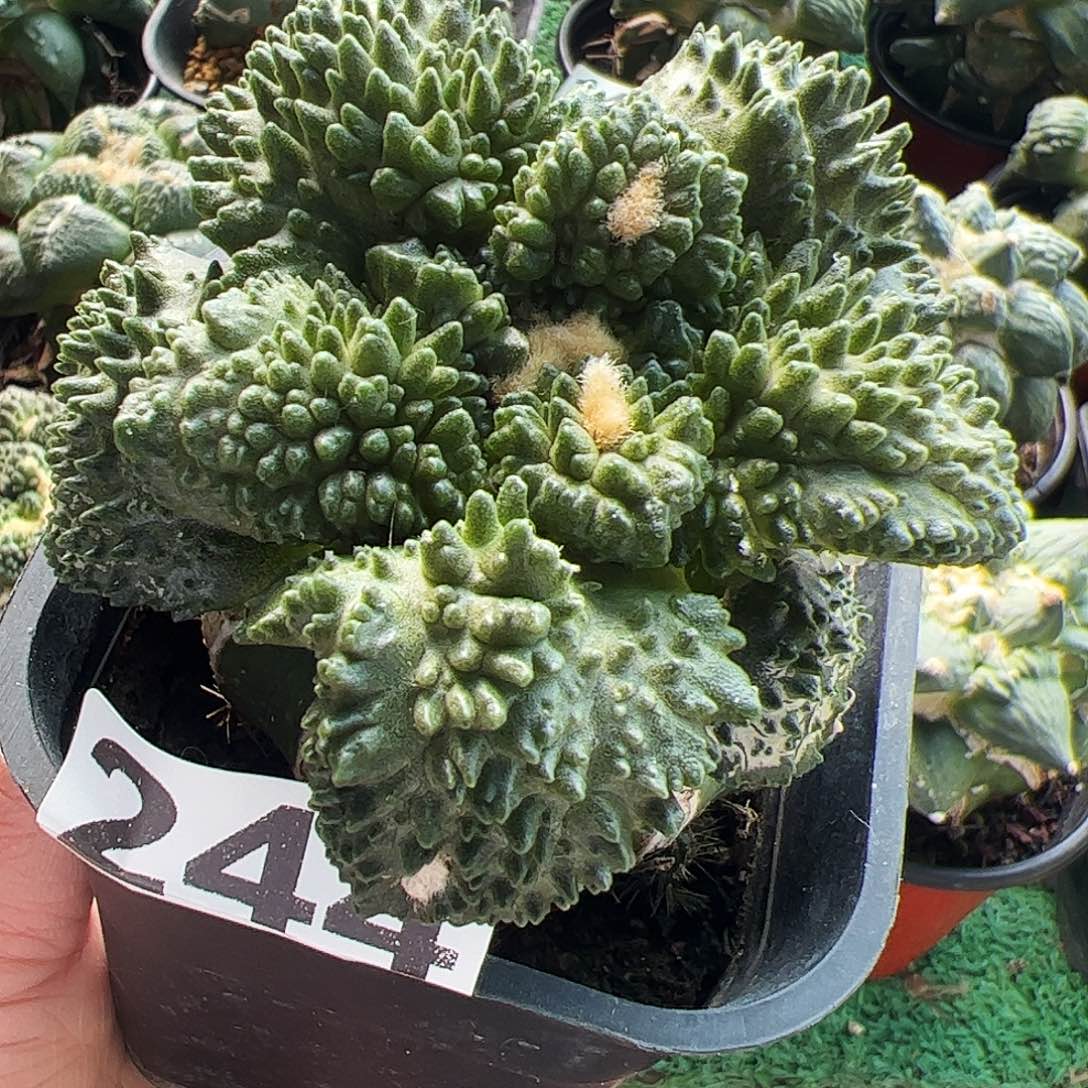 无花朵福利大尤炸尤哥斯拉牡丹244
