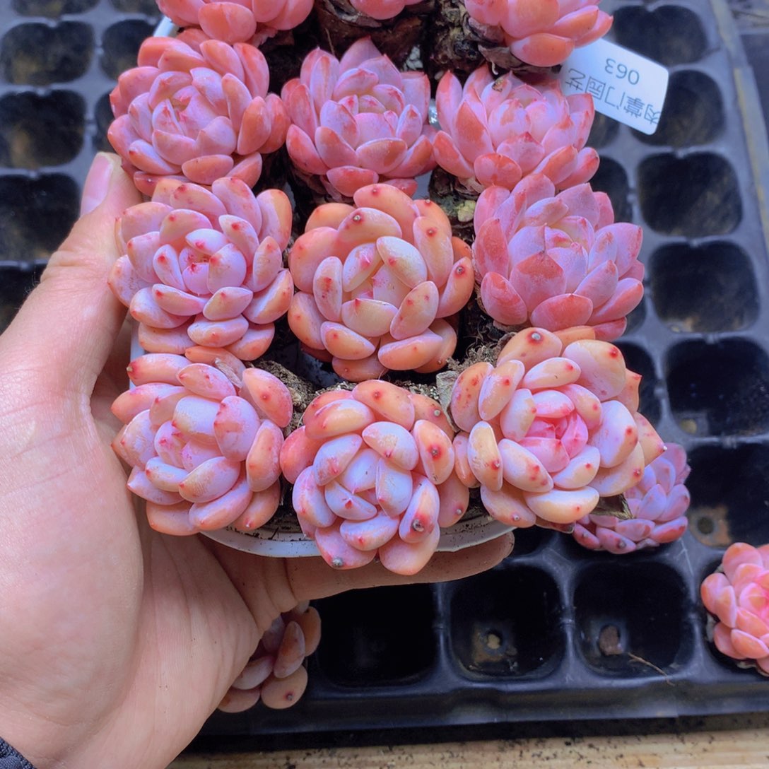 我要去看你了啊我