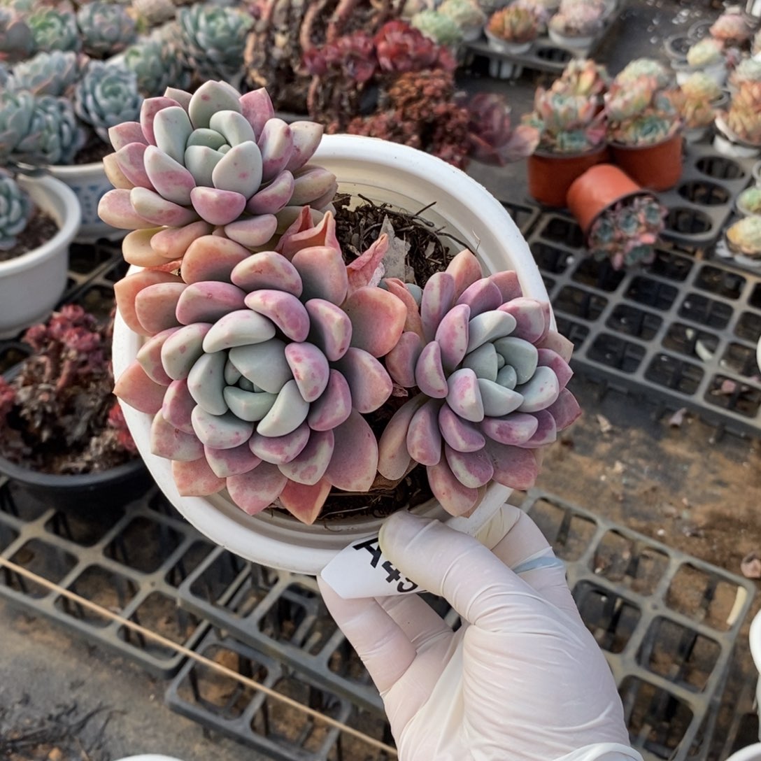 457花斑露一物一拍